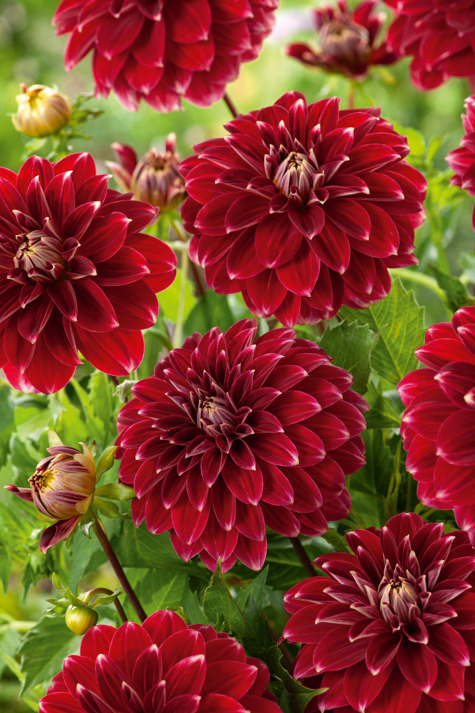 2788_Dahlie Red Rock Nahaufnahme mehrerer roter gefüllter Dahlien (Ball-Dahlien) mit großen Blüten und grünem Laub