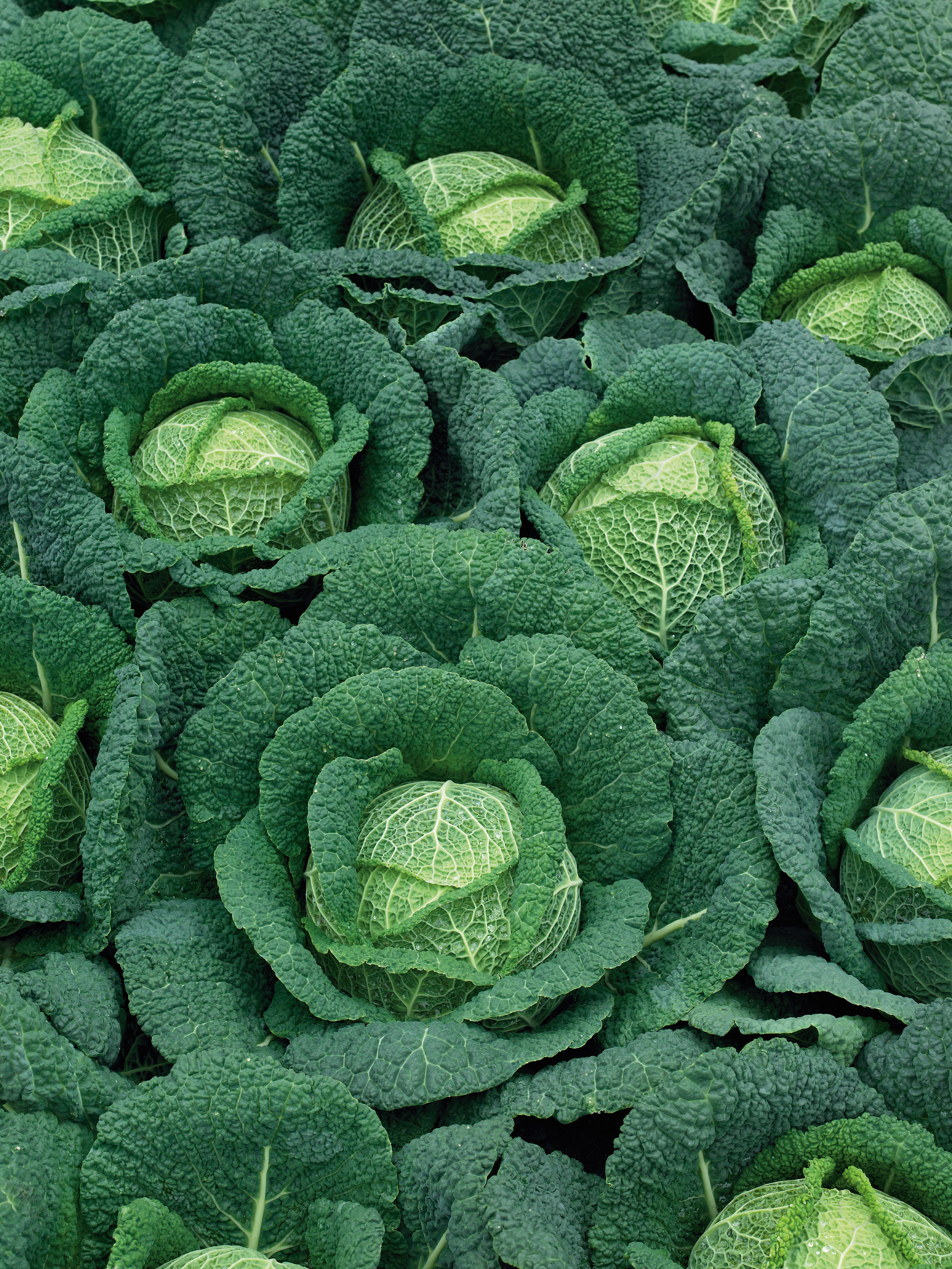 Detailaufnahme mehrerer frischer Wirsingkohl-Köpfe mit krausen, dunkelgrünen Außenblättern und helleren inneren Blättern