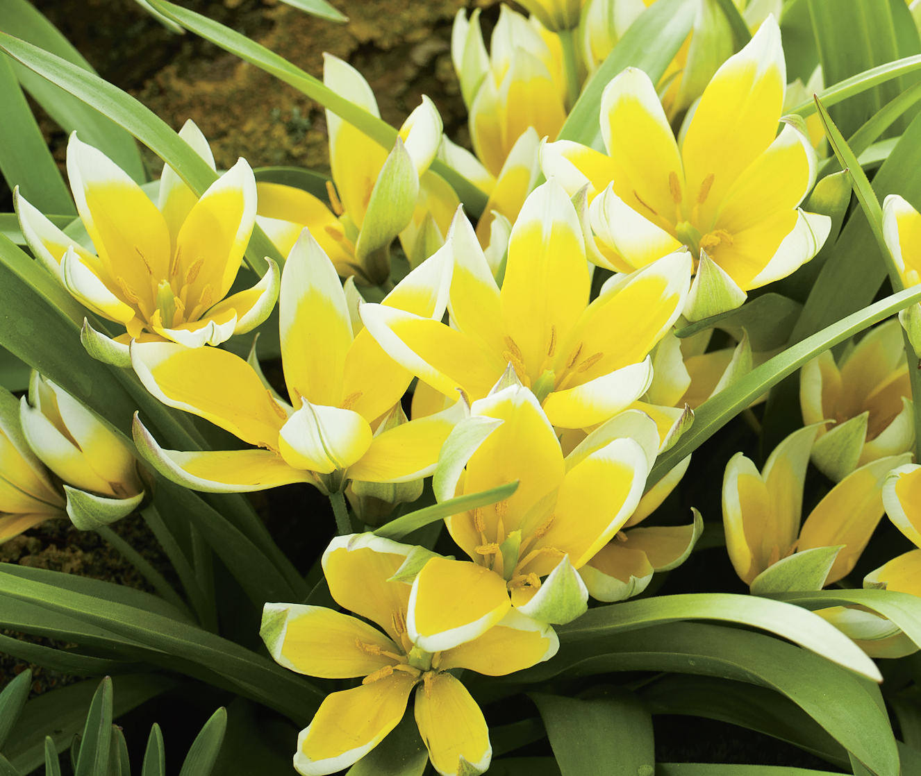 52962_Tulipa tarda FM Nahaufnahme gelb-weißer Tulpen mit weißen Blütenspitzen und grünen Blättern im Beet