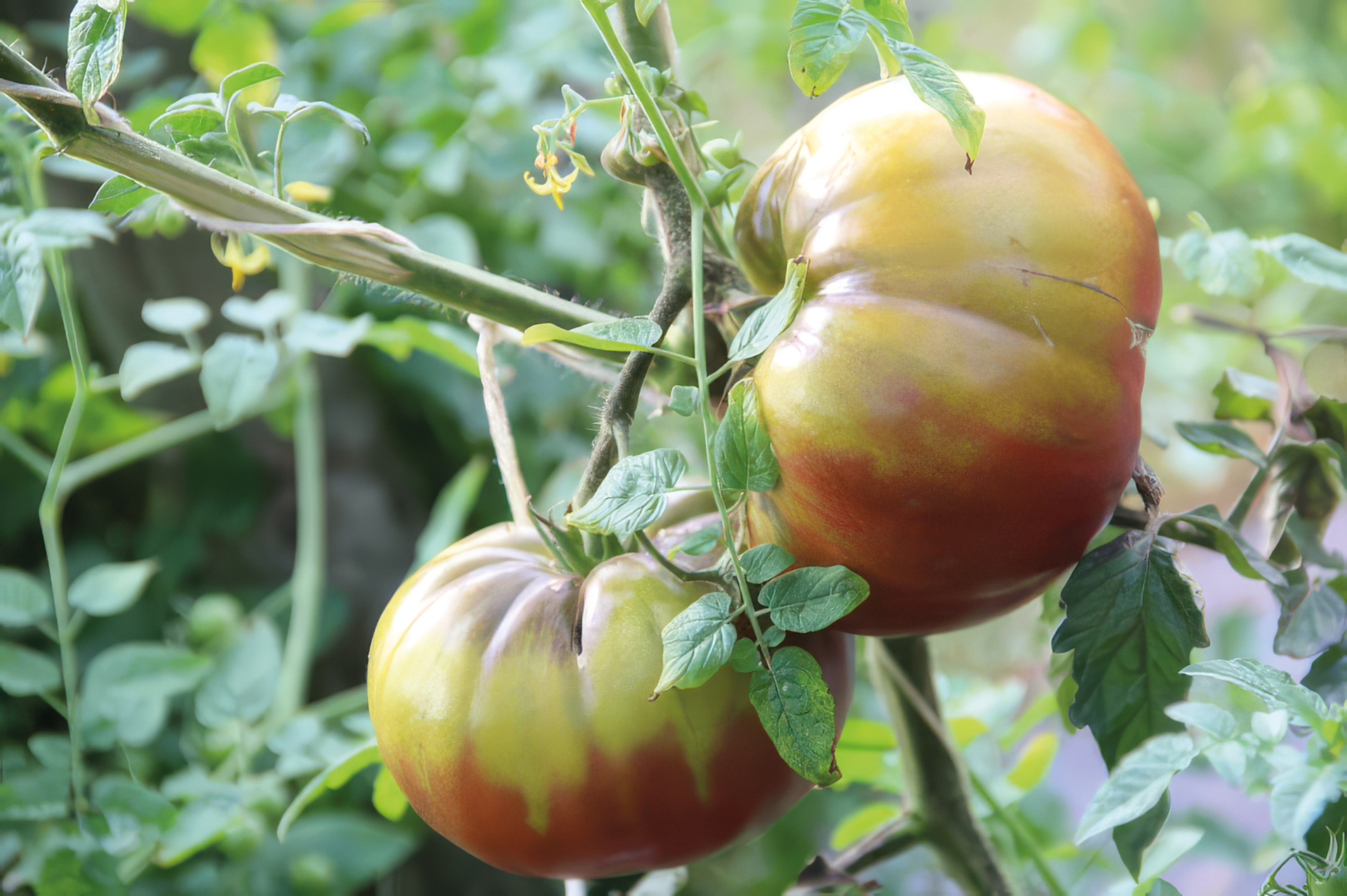 Fleischtomate Cherokee Purple