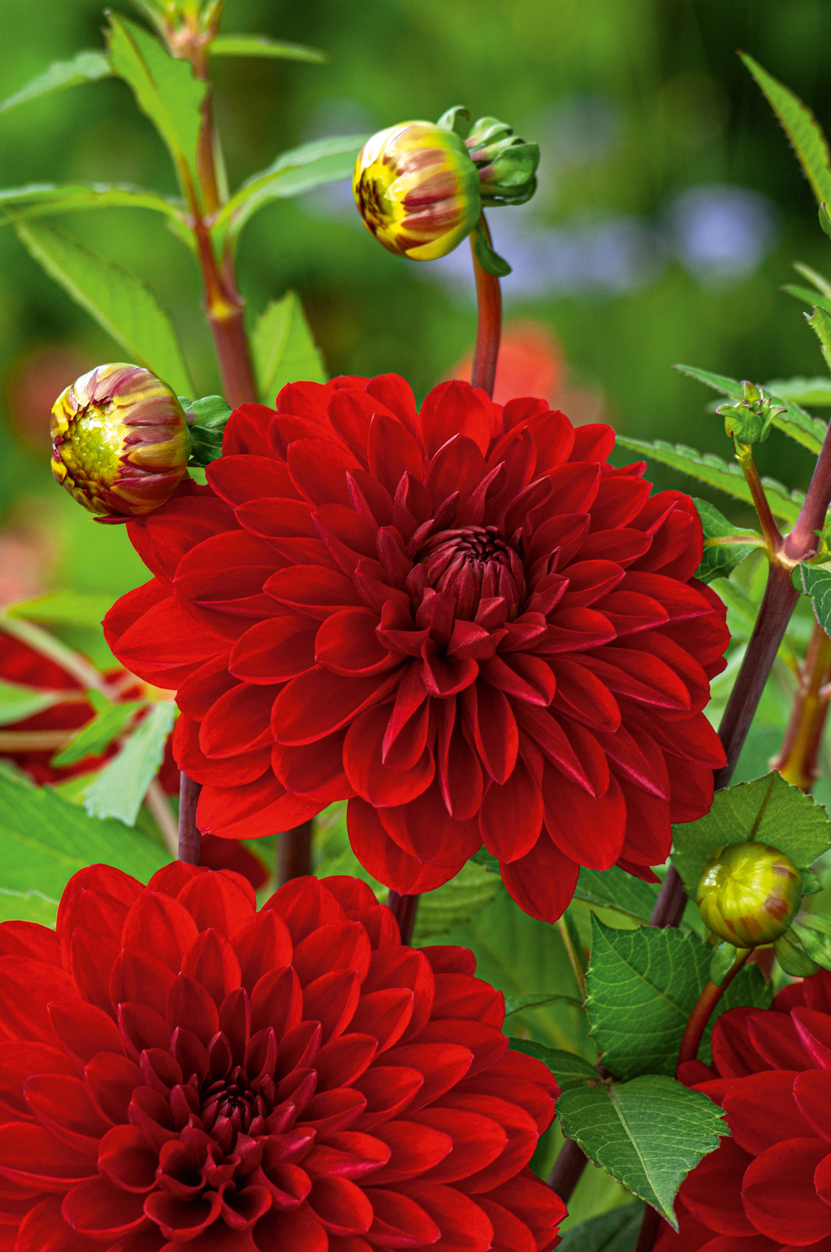 2790_Dahlie Red Sun Nahaufnahme von tiefroten Dahlienblüten mit Knospen und grünen Blättern