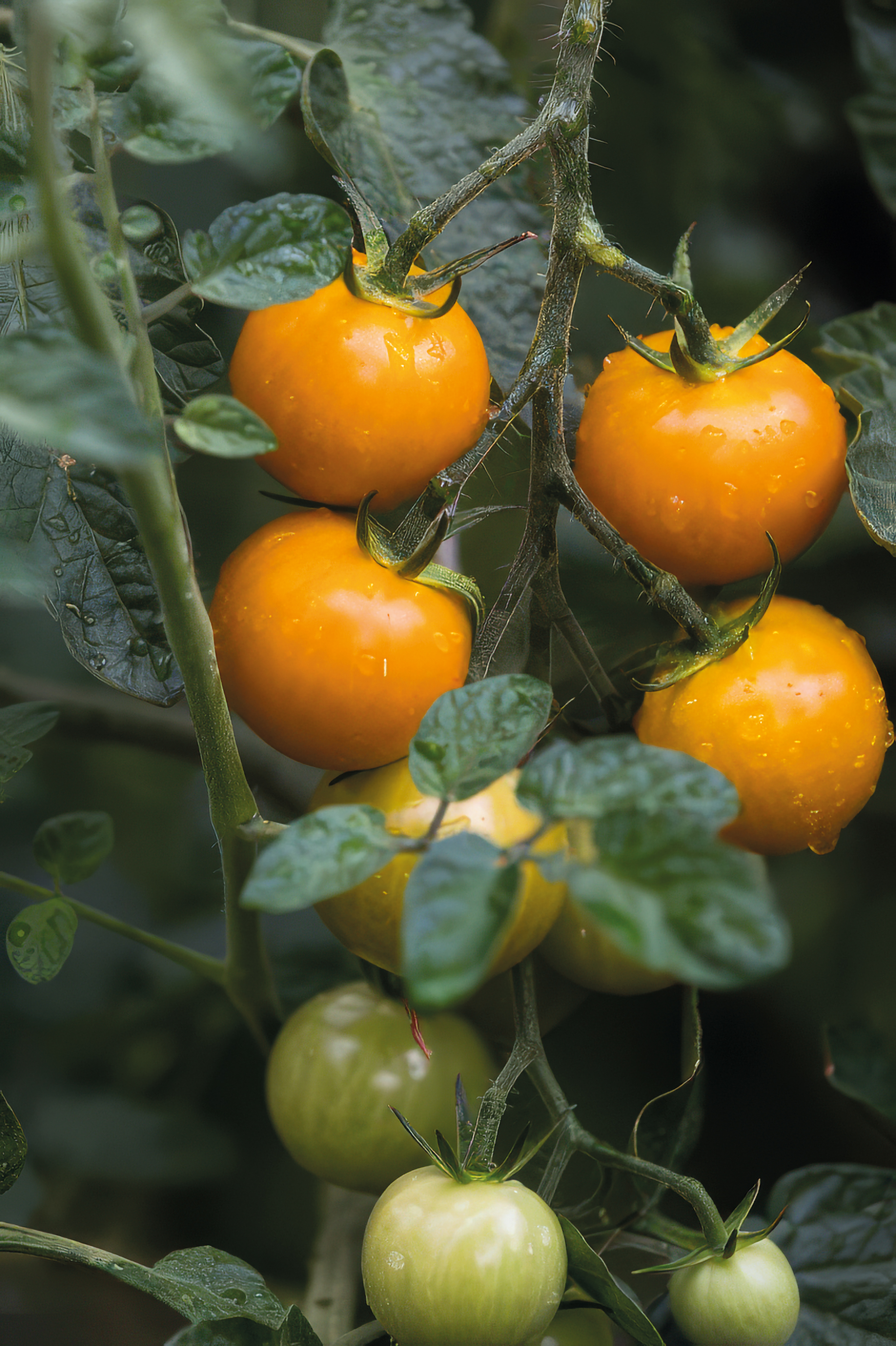 Cocktailtomate Goldina