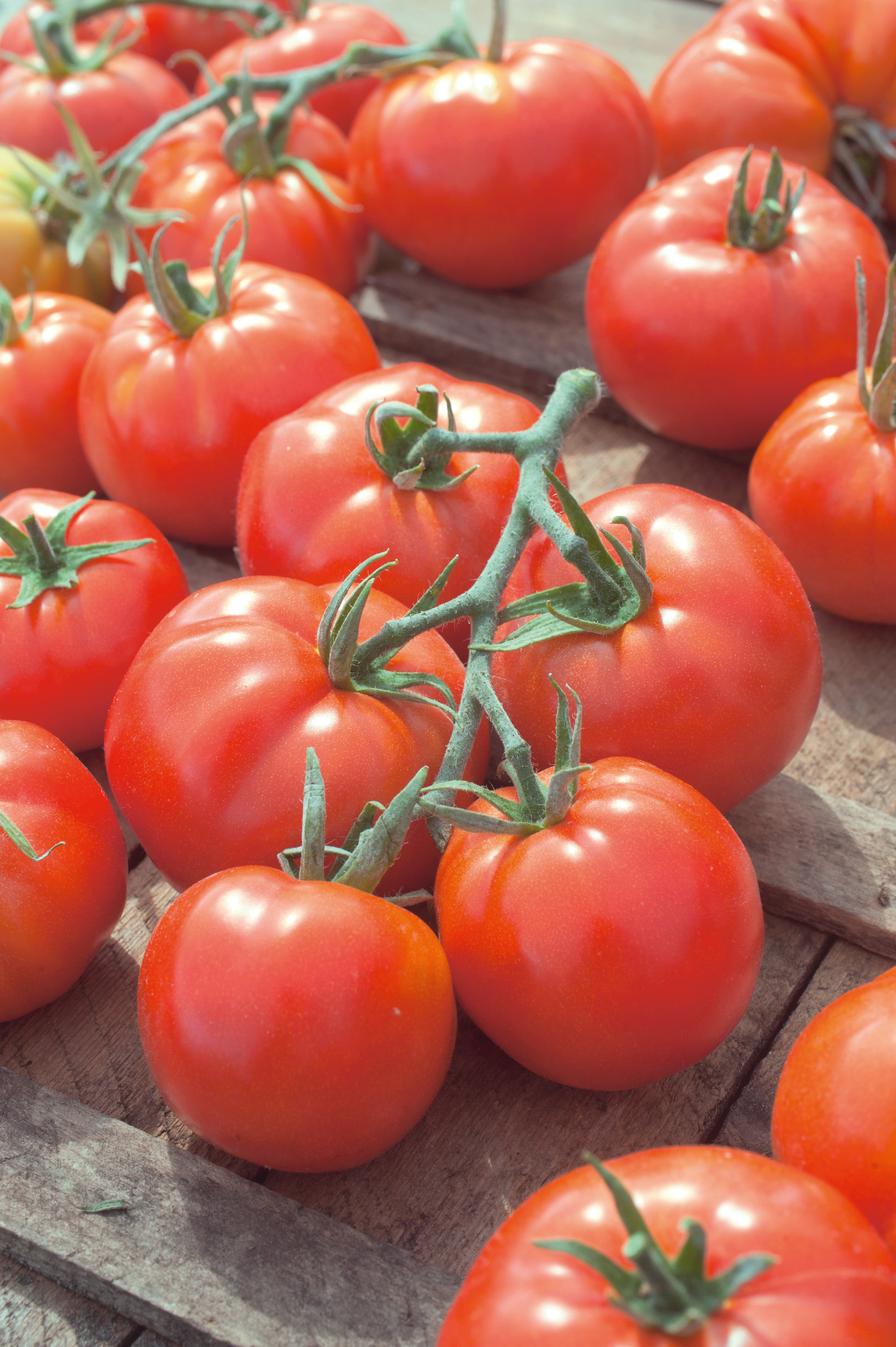 Mehrere rosafarbene Tomaten der Sorte Berner Rose Fenda F1 auf Holz, mit glatter dünner Schale und saftigem Fruchtfleisch – ertragreiches Saatgut von Samen-Fetzer.