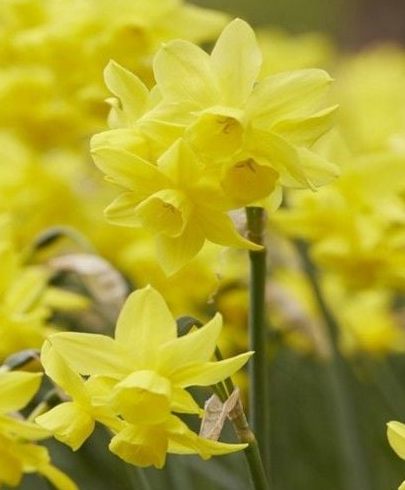 Nahaufnahme gelber doppeltblütiger Narzissen (Osterglocken) mit mehreren Blüten an grünen Stängeln, helle Frühlingsszene