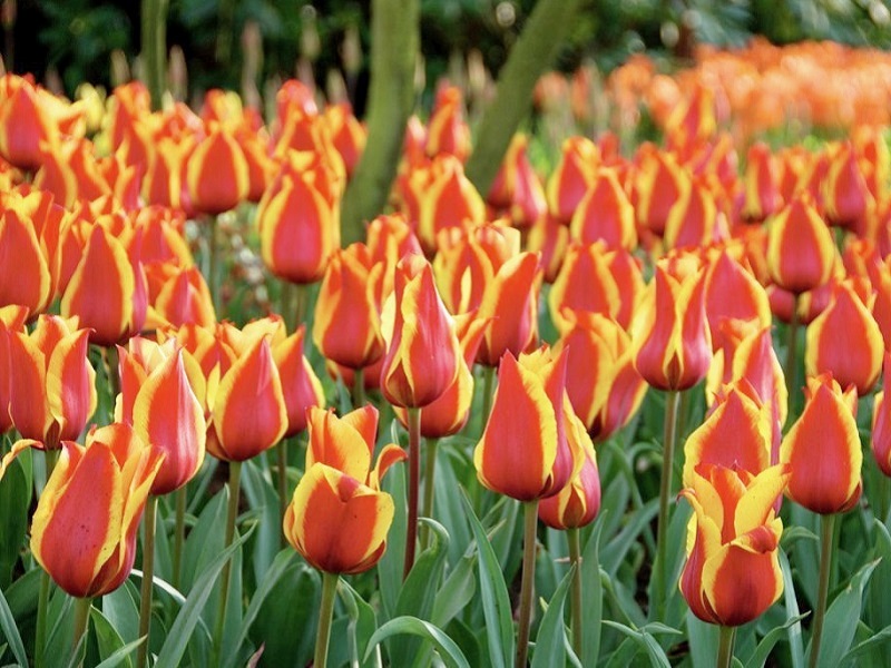 52817_Greigii-Tulpen Cape Cod_1 Nahaufnahme eines Blumenbeets mit zahlreichen rot-gelben Tulpen in voller Blüte, gelbe Blütenränder und grünes Laub