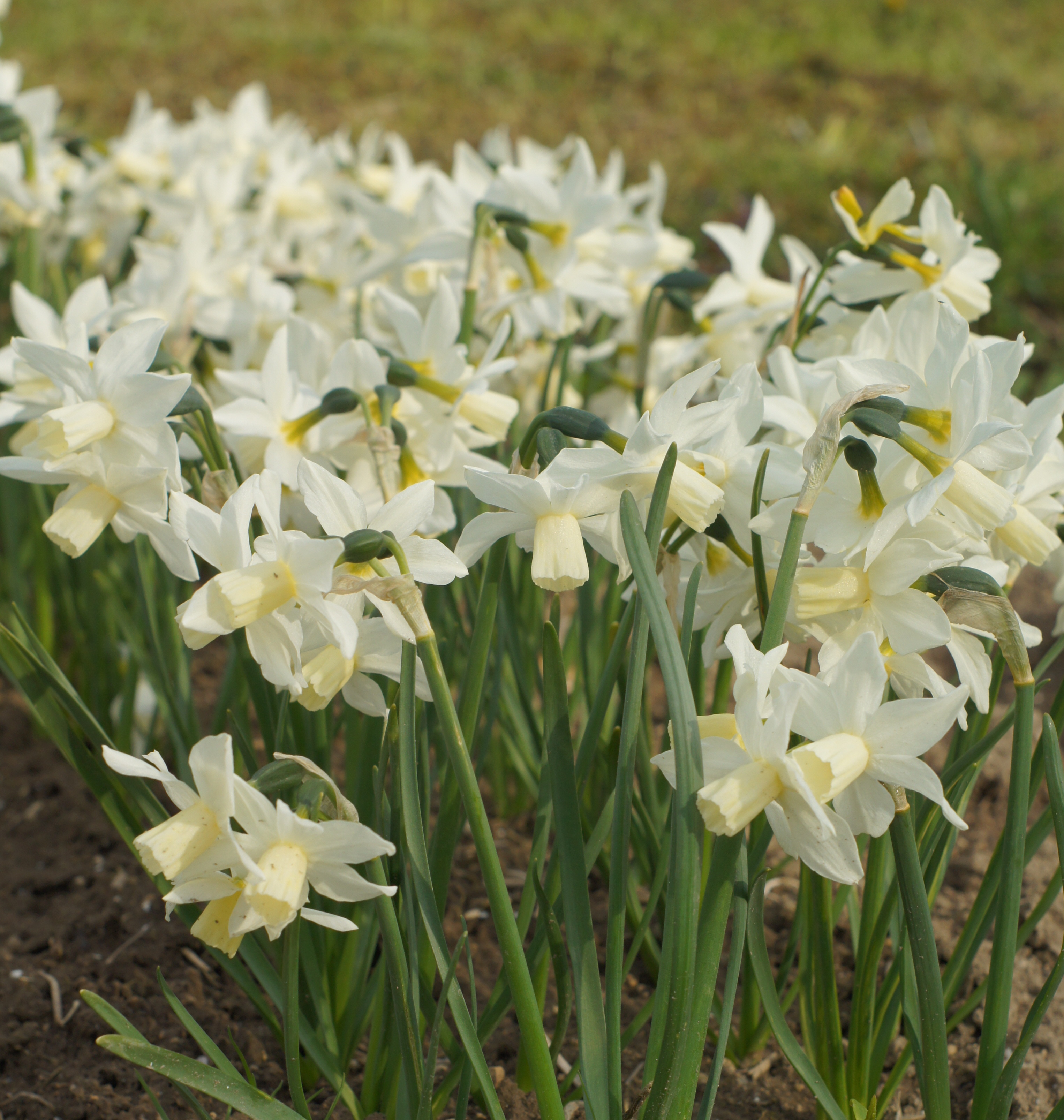 Mehrere weiße Narzissen (Osterglocken) mit cremefarbener Trompete, dicht stehende Frühlingsblüten im Beet, grüne schmale Blätter sichtbar
