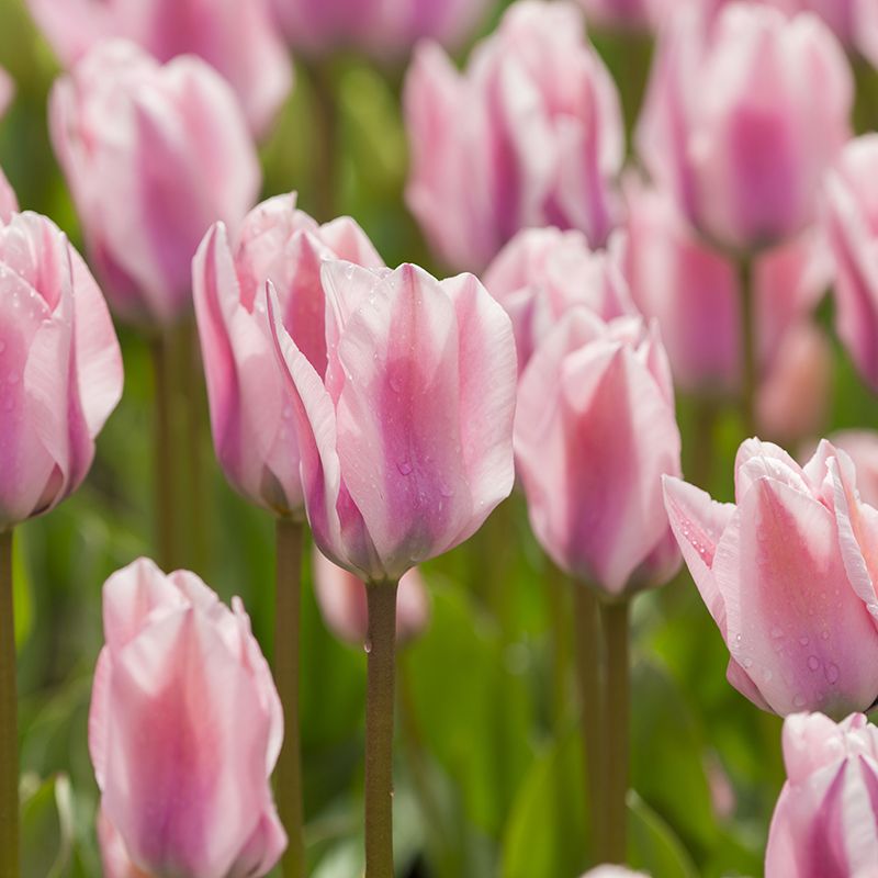 Nahaufnahme mehrerer rosa Tulpen mit Wassertropfen auf den Blüten, grüner Stiel- und Blatt-Hintergrund