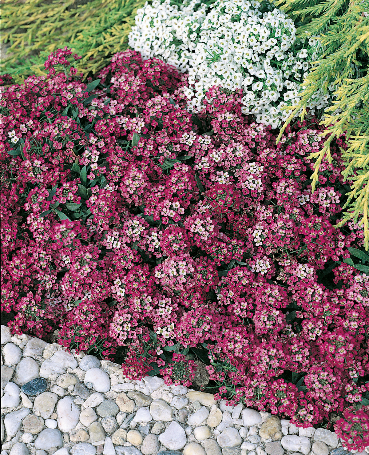 Dichter Blütenteppich aus rosa- und weißfarbenen kleinen Blumen (Bodendecker) entlang eines Kieswegs, im Hintergrund immergrüne Zweige