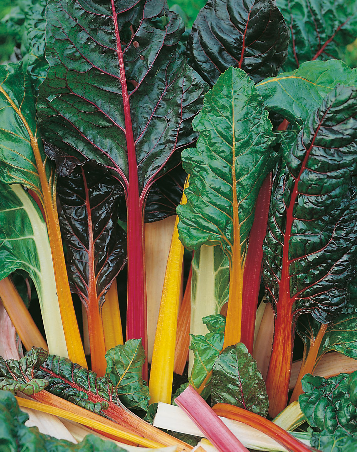Nahaufnahme von buntem Mangold (Chard) mit glänzenden grünen Blättern und leuchtend roten, gelben und weißen Stielen; ideal für Gemüseverkauf, Markt oder Rezeptdarstellung.