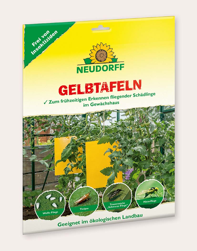 Packung Neudorff Gelbtafeln mit zwei gelben Klebetafeln, im Gewächshaus zwischen Tomatenpflanzen platziert; dient zur Erkennung von weißen Fliegen, Thripsen, Trauermücken und Minierfliegen
