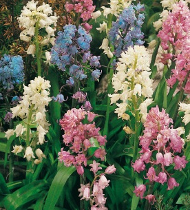 Nahaufnahme bunter Hyazinthen in Pastellfarben (weiß, rosa, blau, violett) mit grünen Blättern in einem Gartenbeet