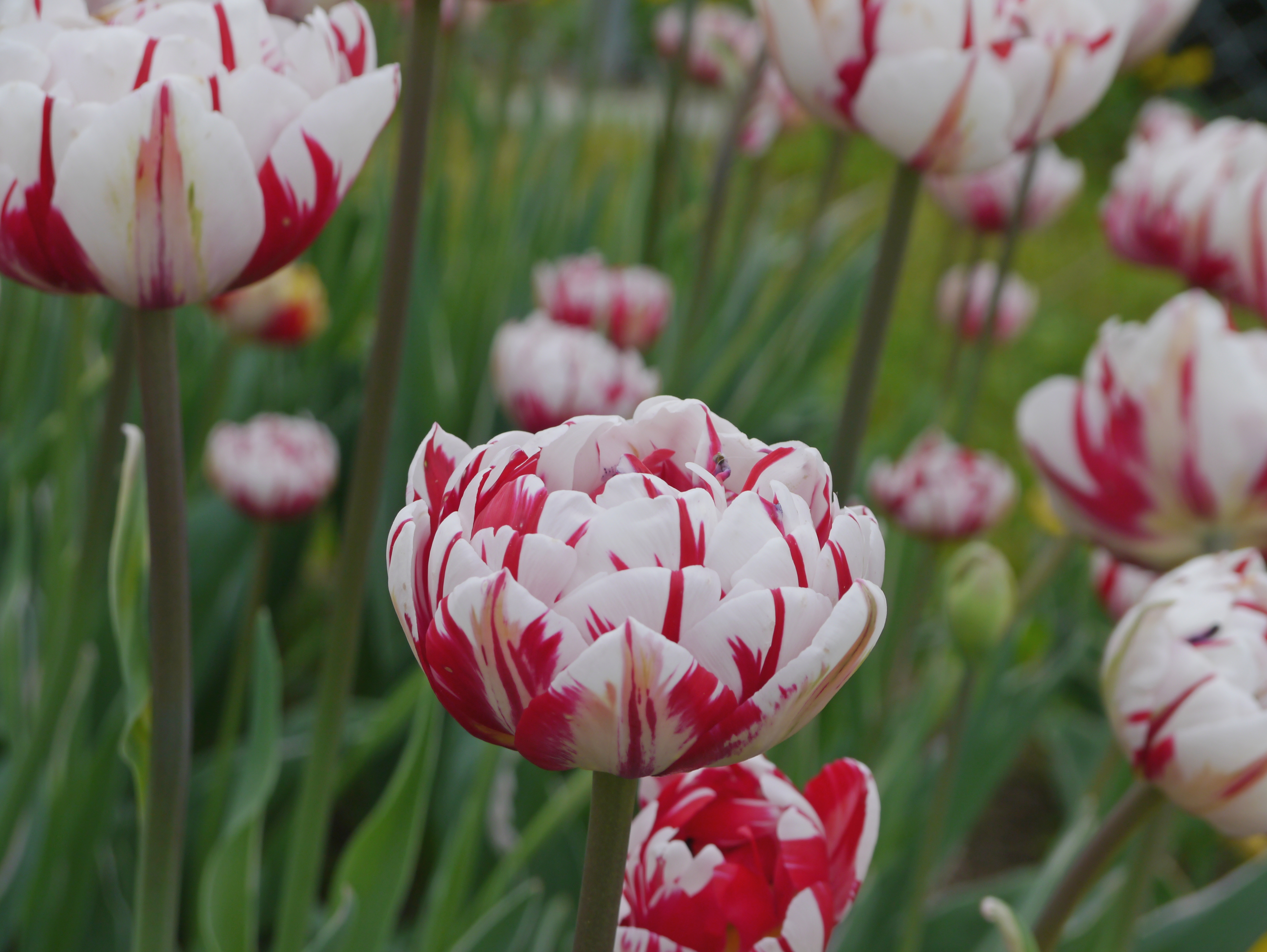 Nahaufnahme einer gefüllten weiß-roten Tulpenblüte im Blumenbeet, mit weiteren Tulpen und grünem Blattwerk im unscharfen Hintergrund