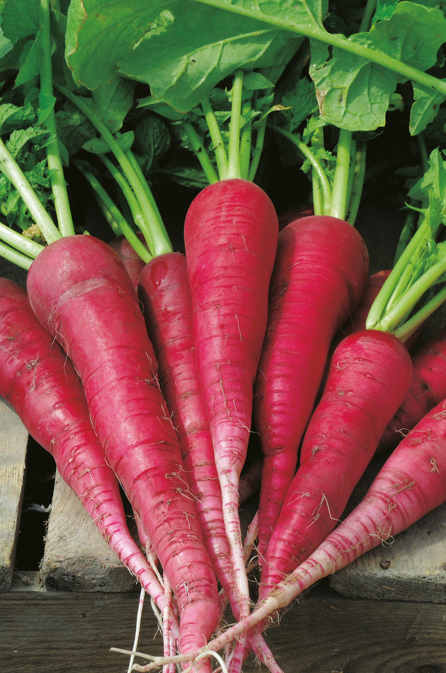 Rettich (Sparpackung) Ostergruß, rosa/2