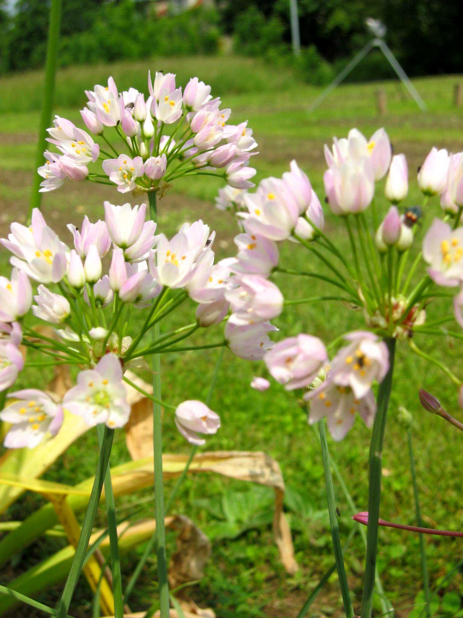 56019_Allium cowanii Nahaufnahme von zarten rosa Zierlauchblüten (Allium) in Dolden auf dünnen Stängeln vor grünem Rasen