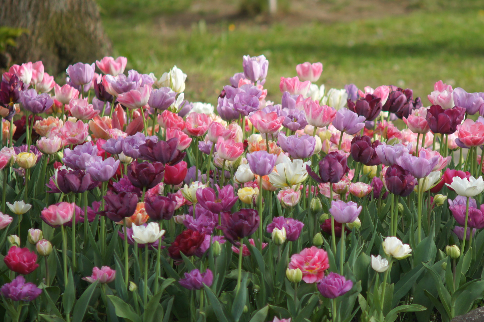 Tulpen-Mischung  Petra Durst Benning