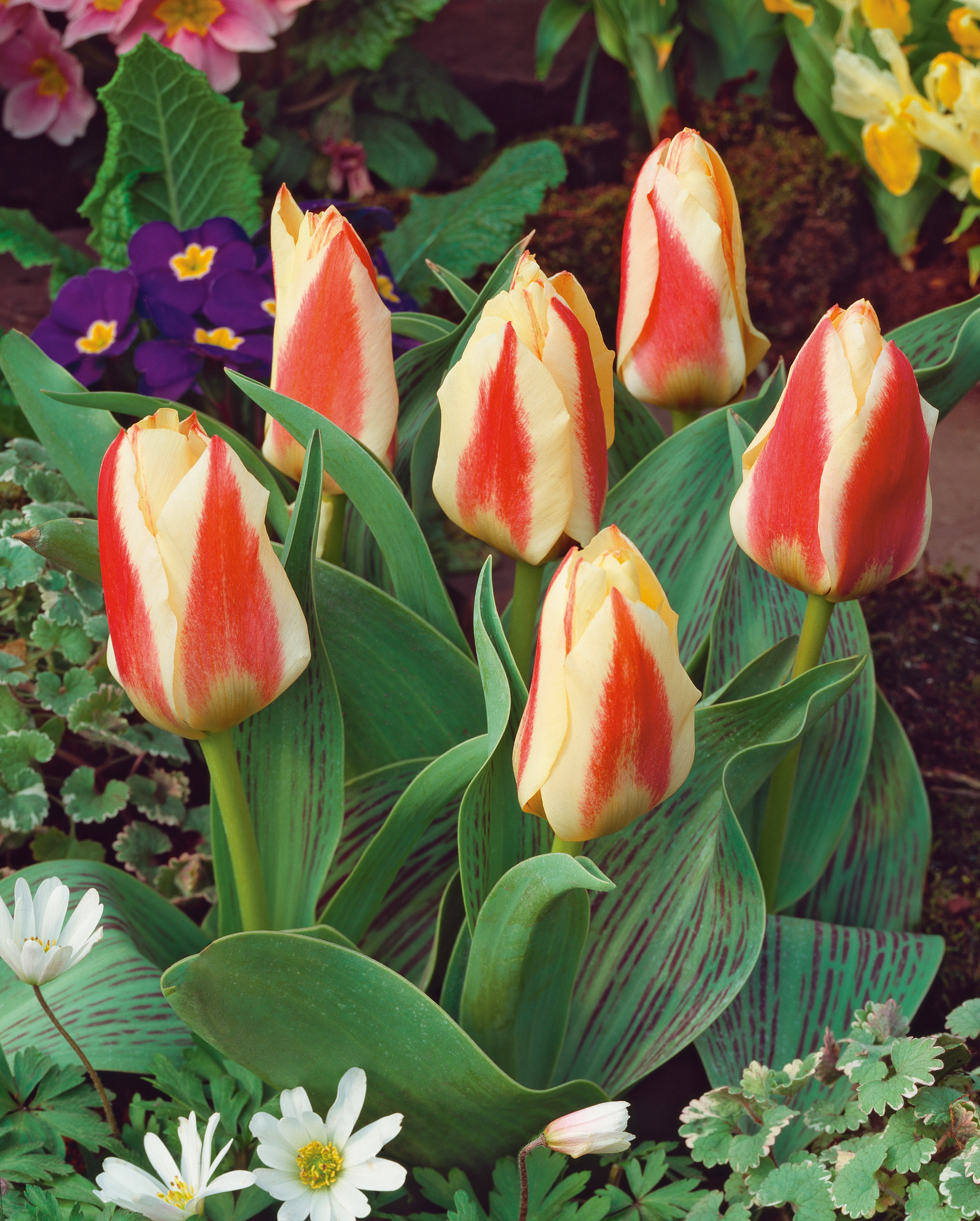 Nahaufnahme von mehreren gelb-cremefarbenen Tulpen mit kräftigen roten Flammenstreifen im Beet, umgeben von grünen Blättern sowie weißen und violetten Frühlingsblumen.