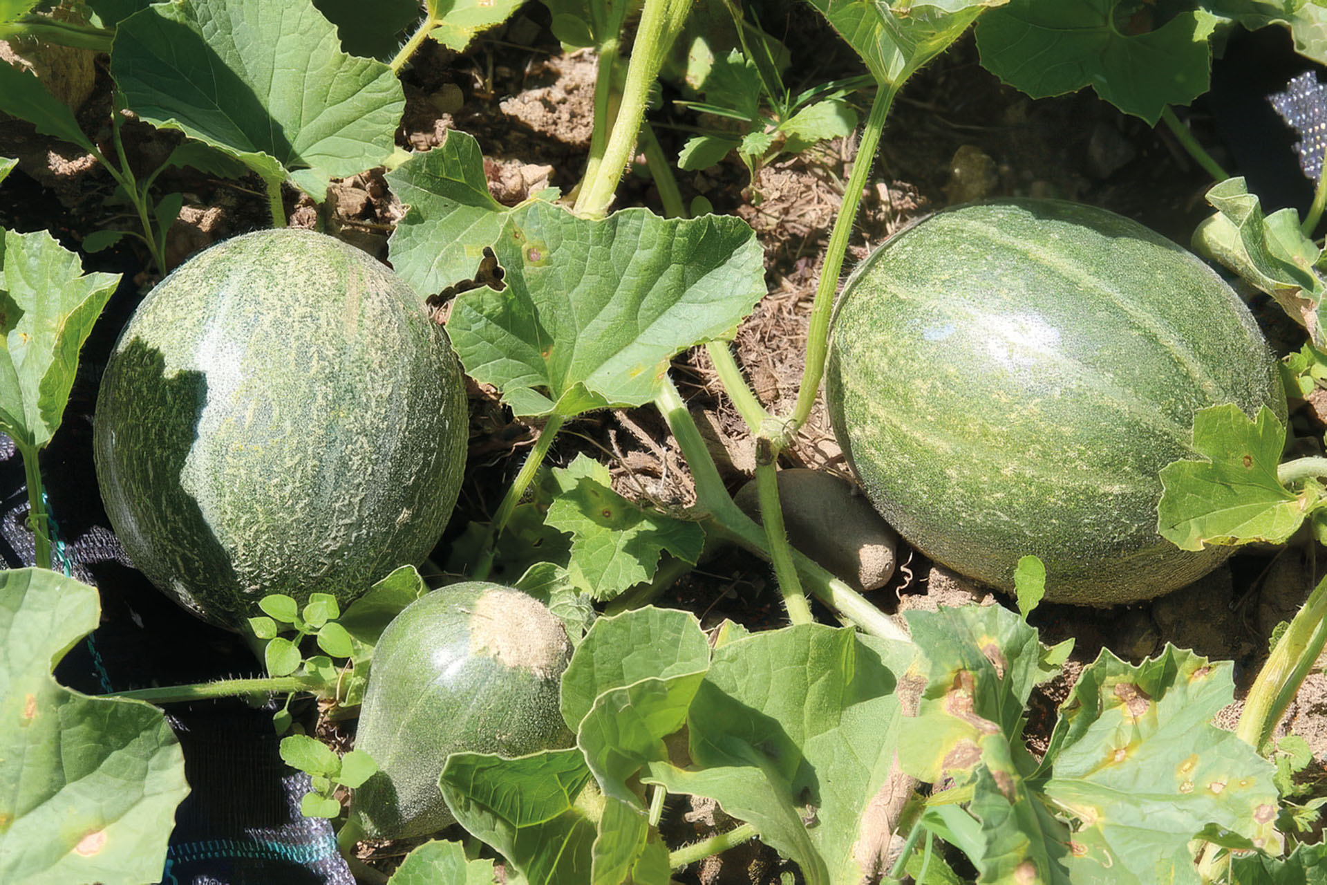Zuckermelone Petit gris de Rennes