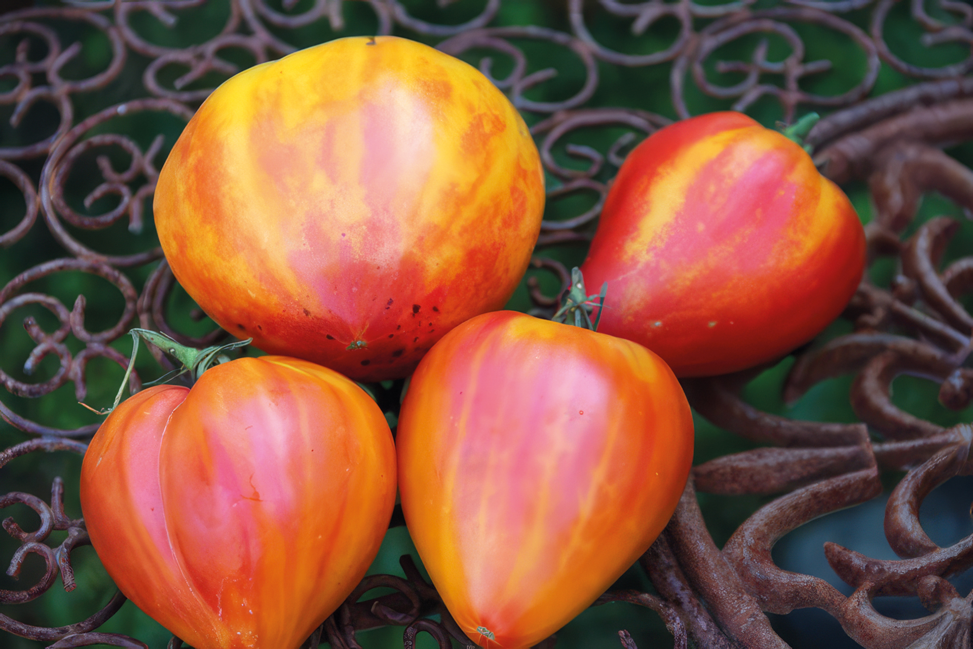 Fleischtomate Anacoeur