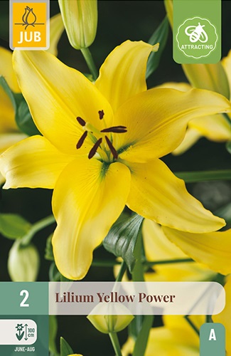 Lilien asiatisch Yellow Power
