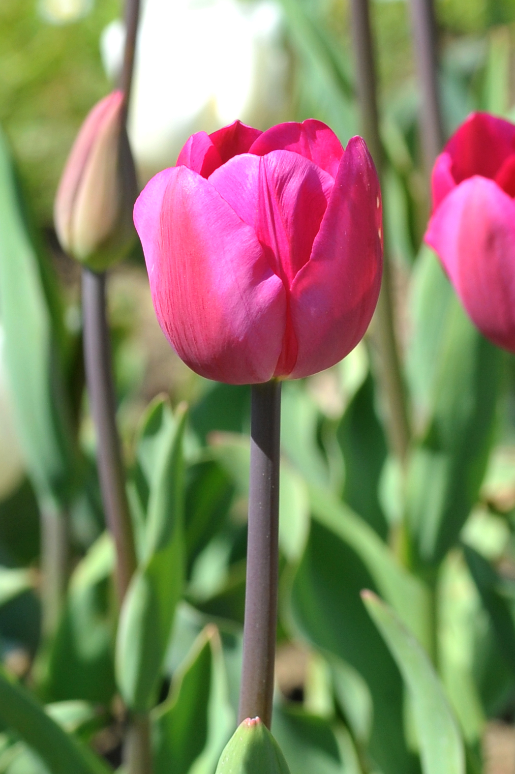 Nahaufnahme einer rosa Tulpenblüte auf dunklem Stiel vor unscharfem Gartenhintergrund