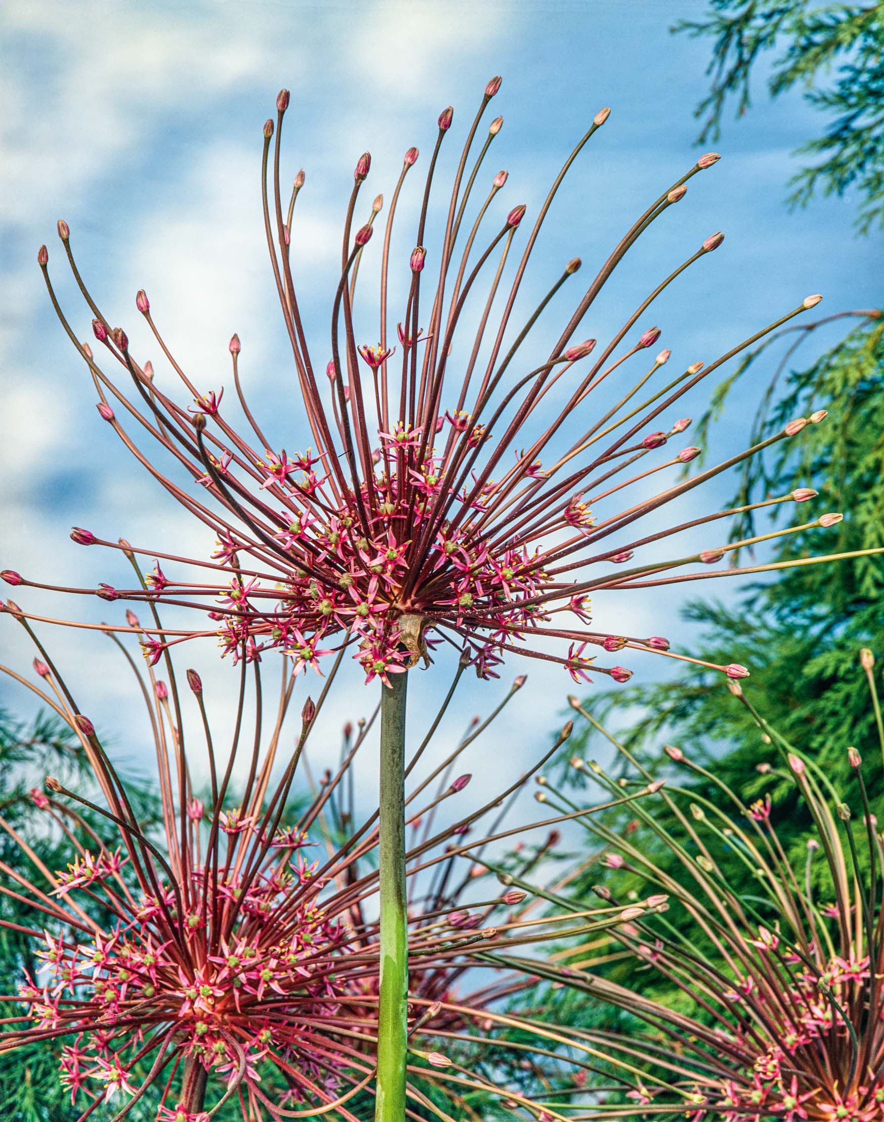 Allium schubertii