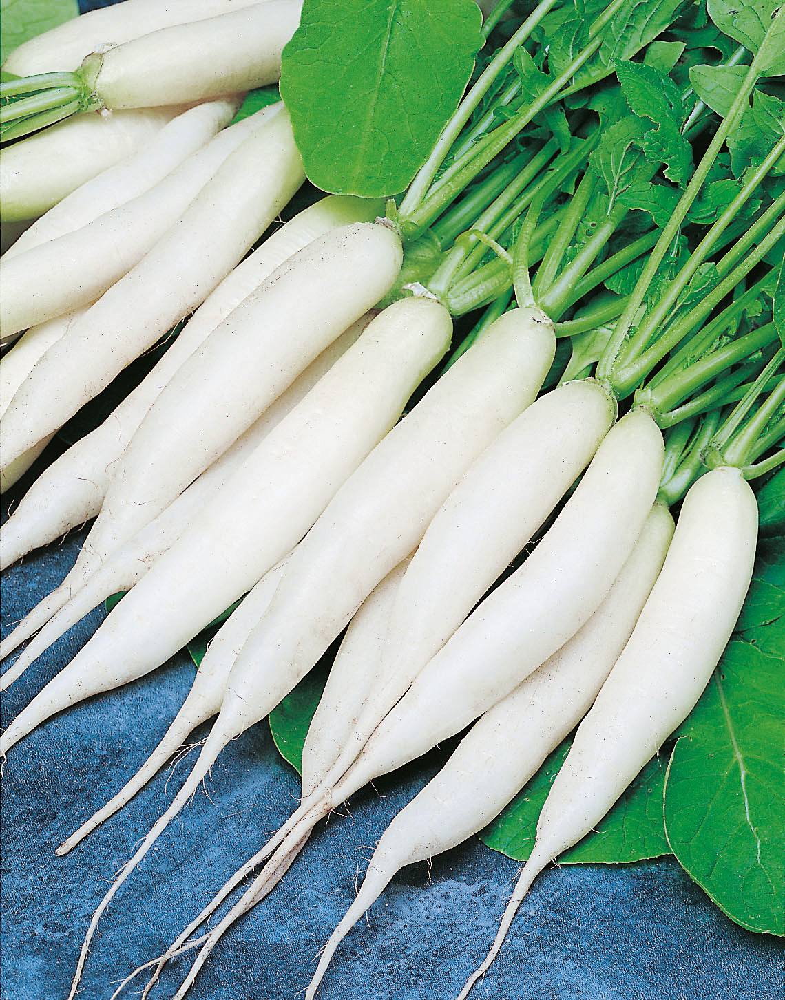 Mehrere frische, lange weiße Daikon-Rettiche mit grünen Blättern auf blauem Untergrund