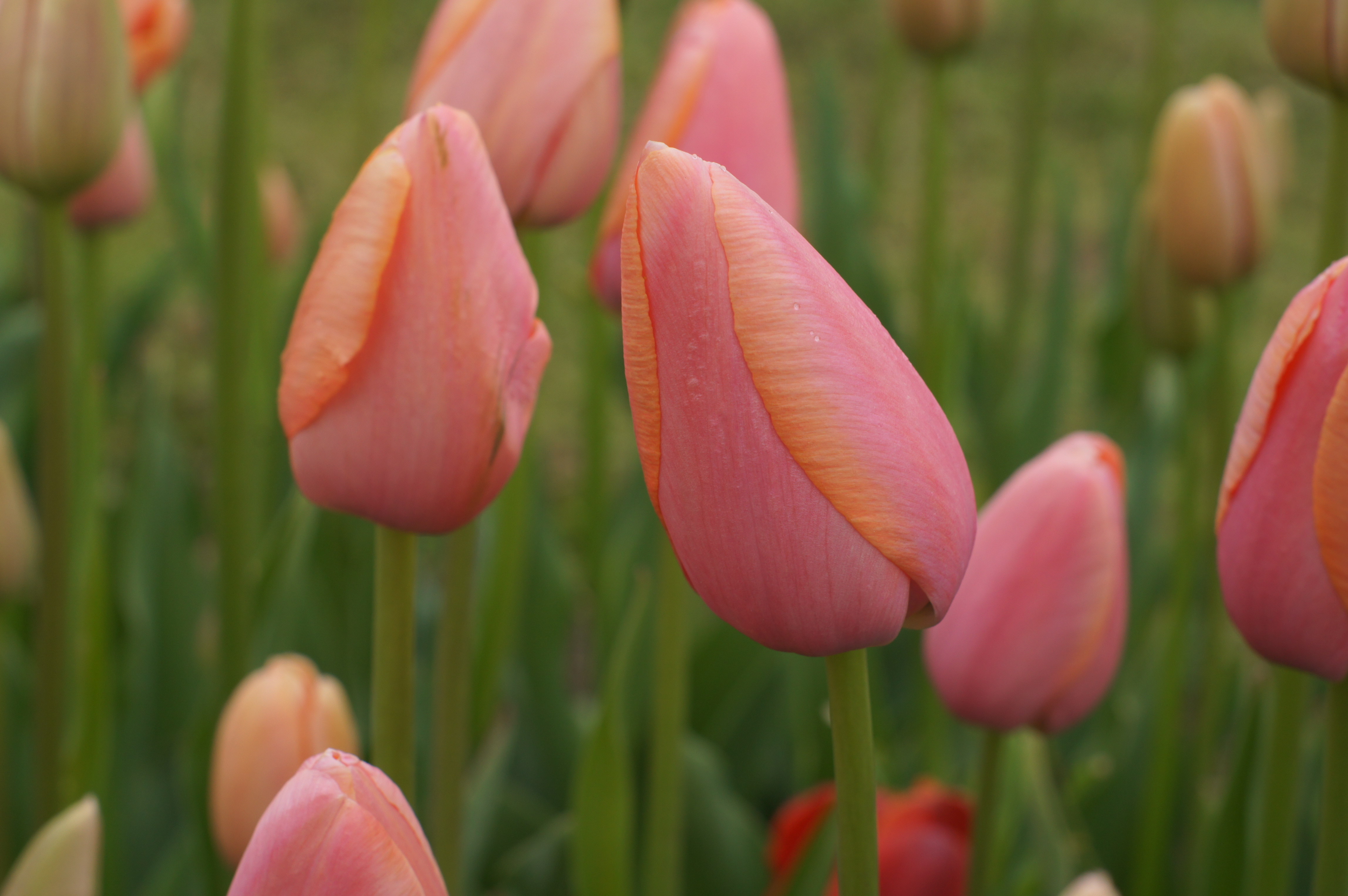 Nahaufnahme mehrerer rosa-orange Tulpenknospen mit grünen Stielen und unscharfem Hintergrund