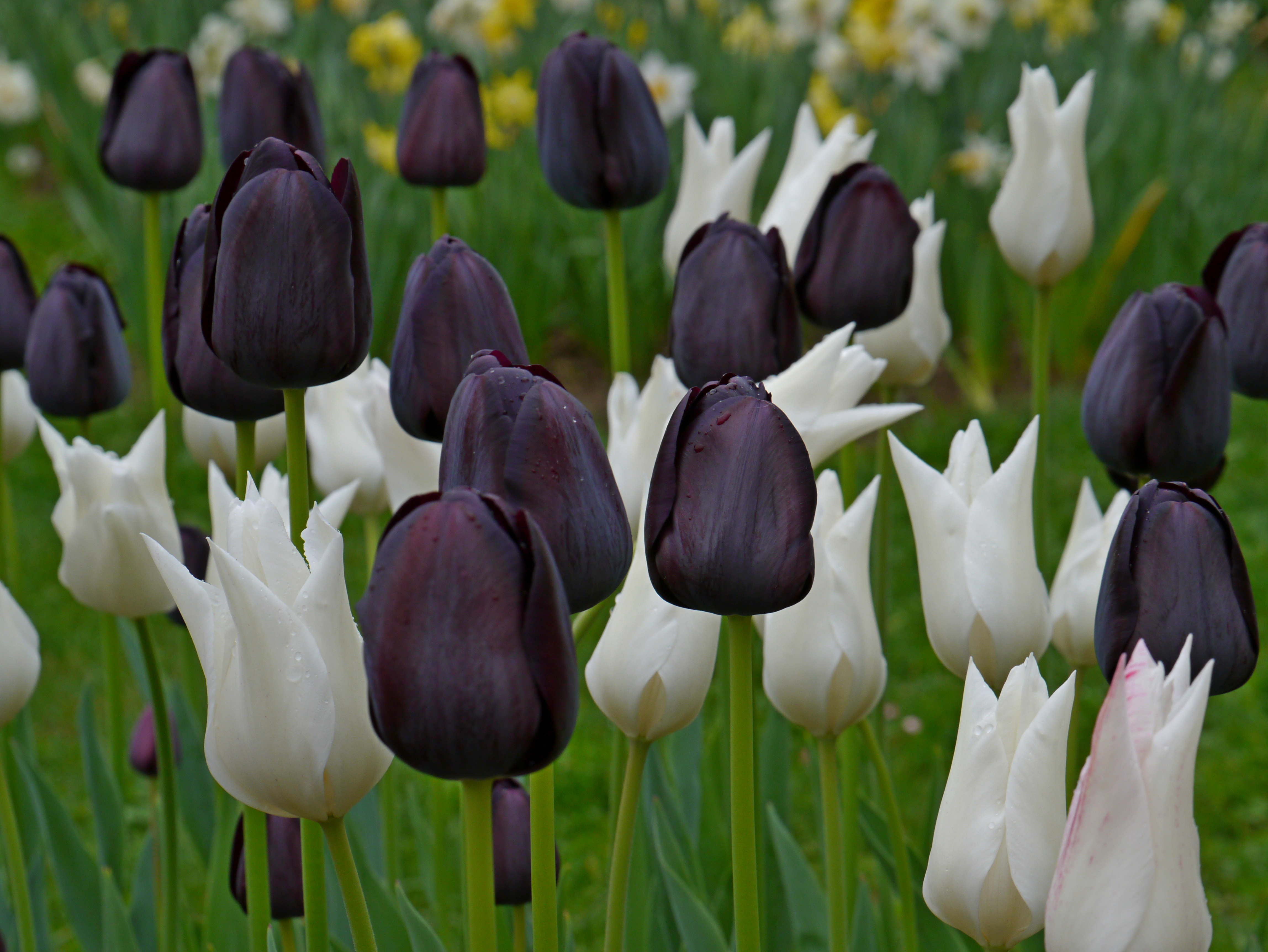 51005_Black and White Tulpen Mischung Black and White