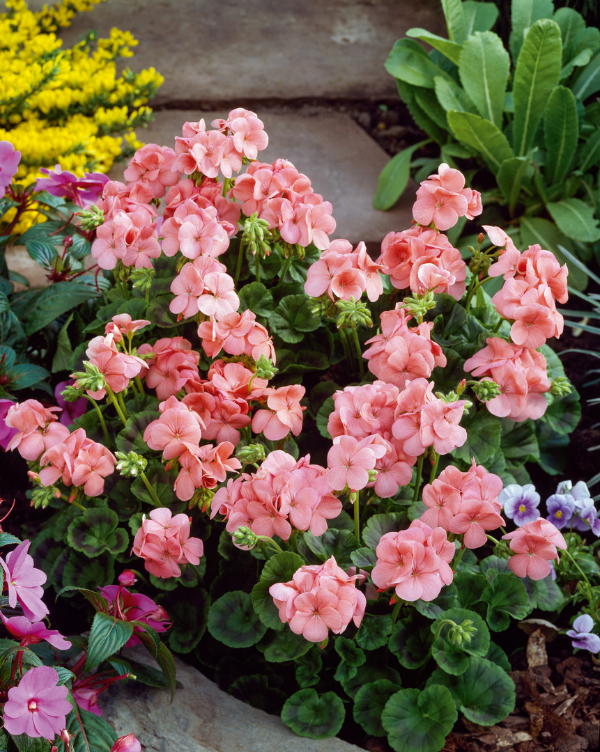 Geranien Multibloom F1 Lachs