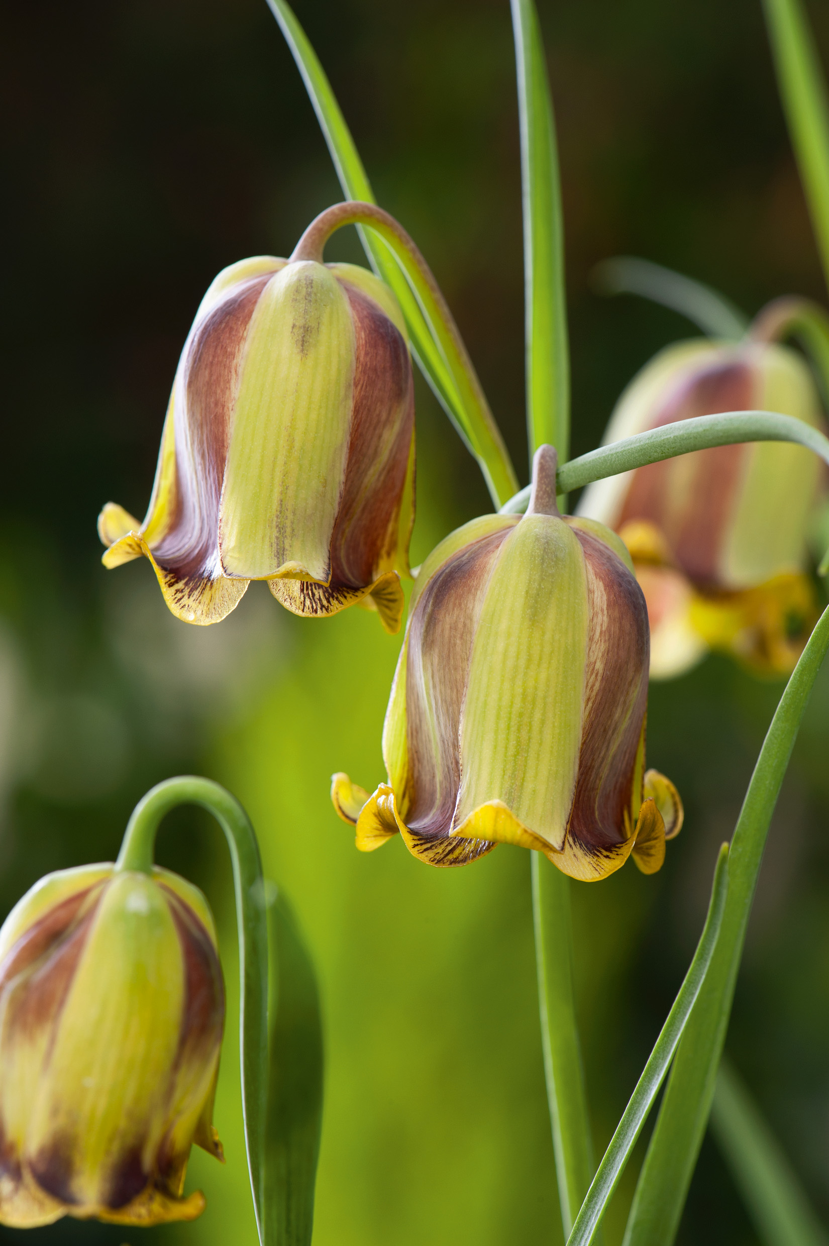 Fritillaria acmopetala