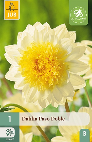 Anemonenblütige Dahlie Paso Doble