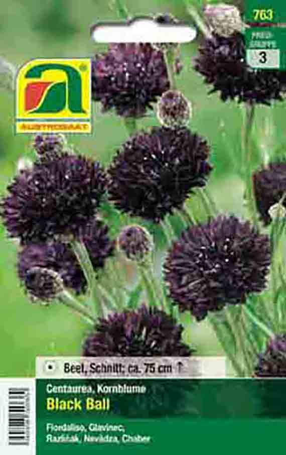 Samenpackung Centaurea 'Black Ball' mit dunkelvioletten bis fast schwarzen kugeligen Blüten; geeignet für Beet und als Schnittblume, Wuchshöhe ca. 75 cm