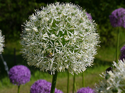 Allium Mont Blanc