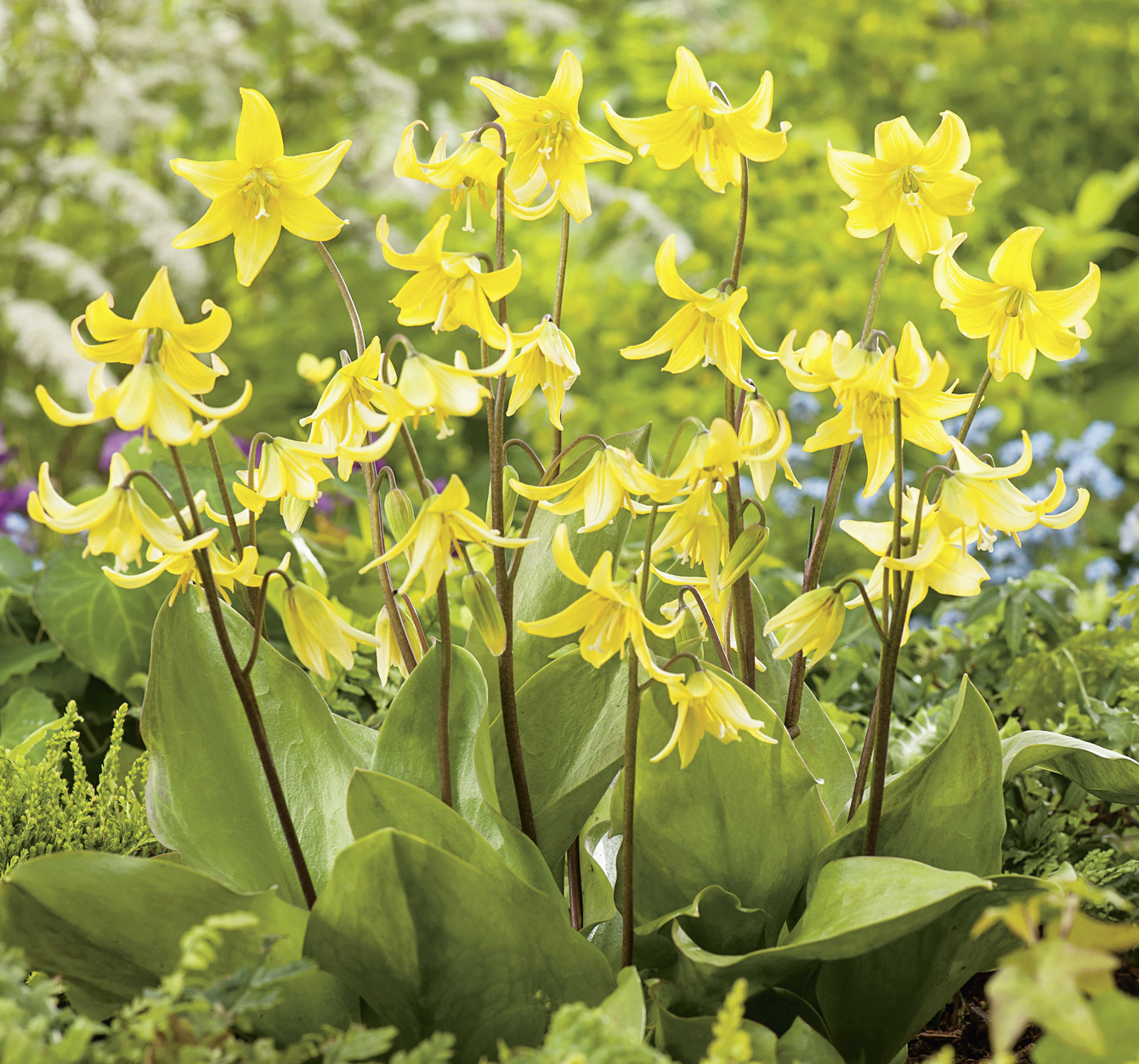 50073_Erythronium Pagoda FM Erythronium Pagoda