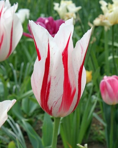 Nahaufnahme einer weiß-rot gestreiften Tulpe im Blumenbeet