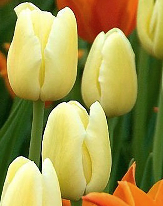 Nahaufnahme von hellgelben Tulpen mit grünen Stielen und orangefarbenen Tulpen im Hintergrund.
