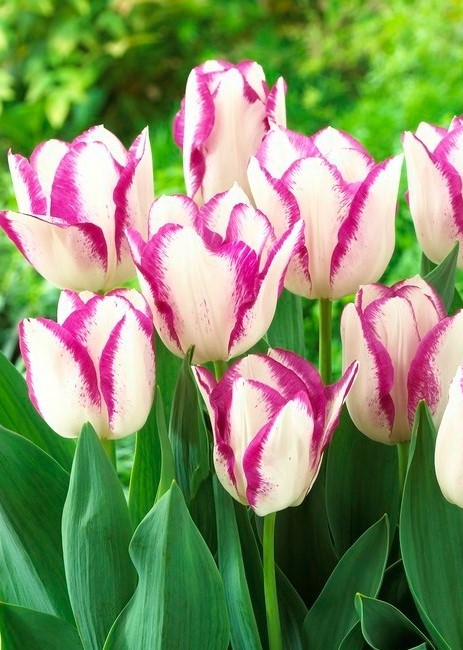 Nahaufnahme mehrerer cremeweißer Tulpen mit pink-violetten Rändern in einem Beet, umgeben von grünen Blättern