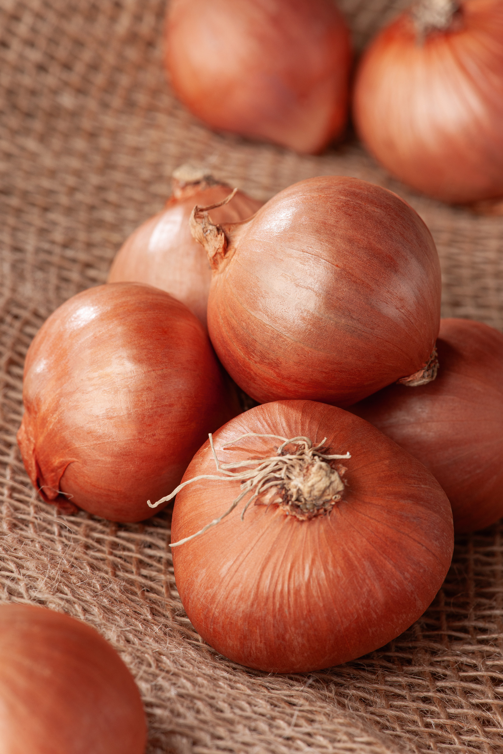 Pflanzschalotten Red Sun