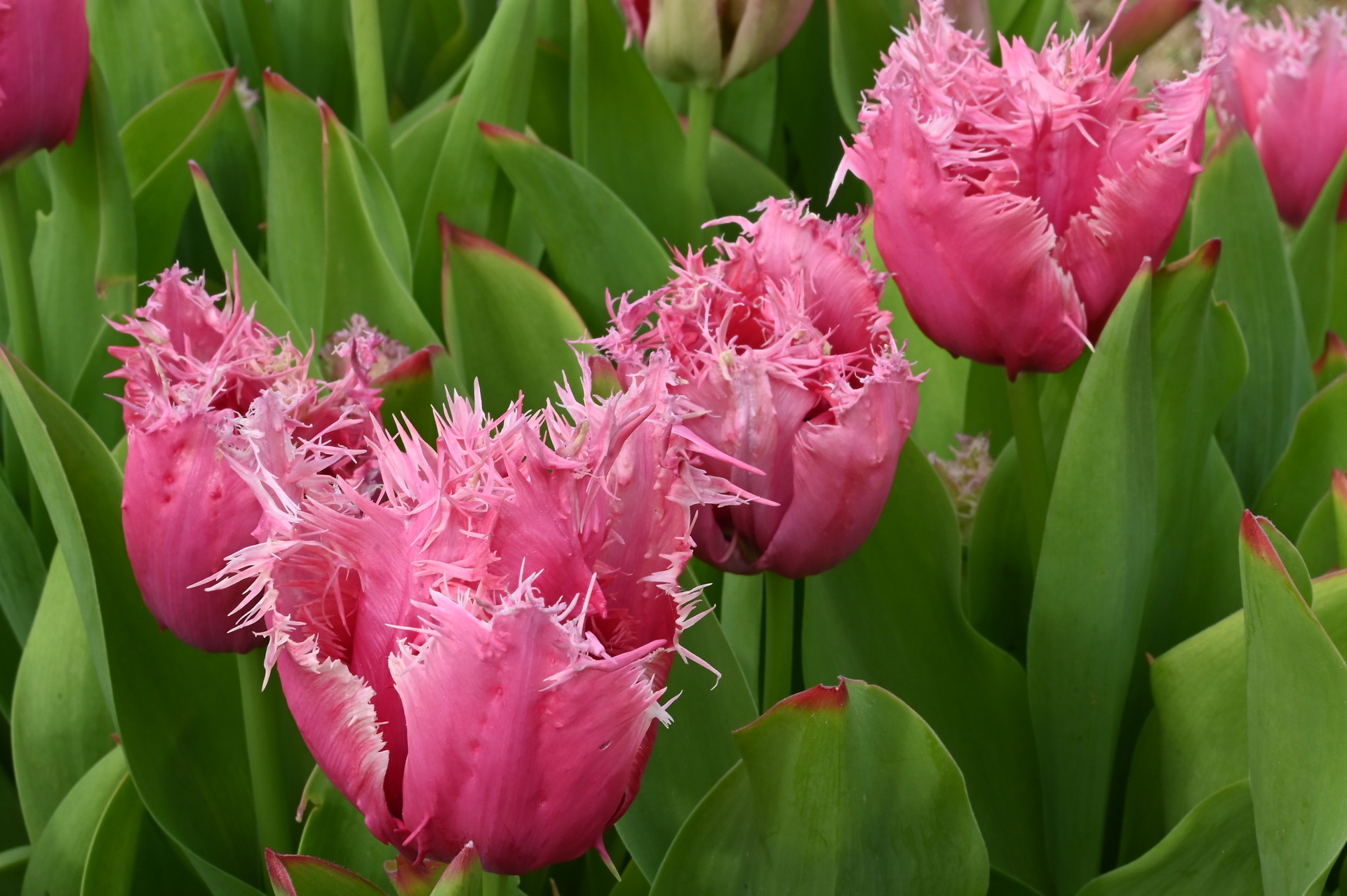 Crispa-Tulpen Paleis Het Loo