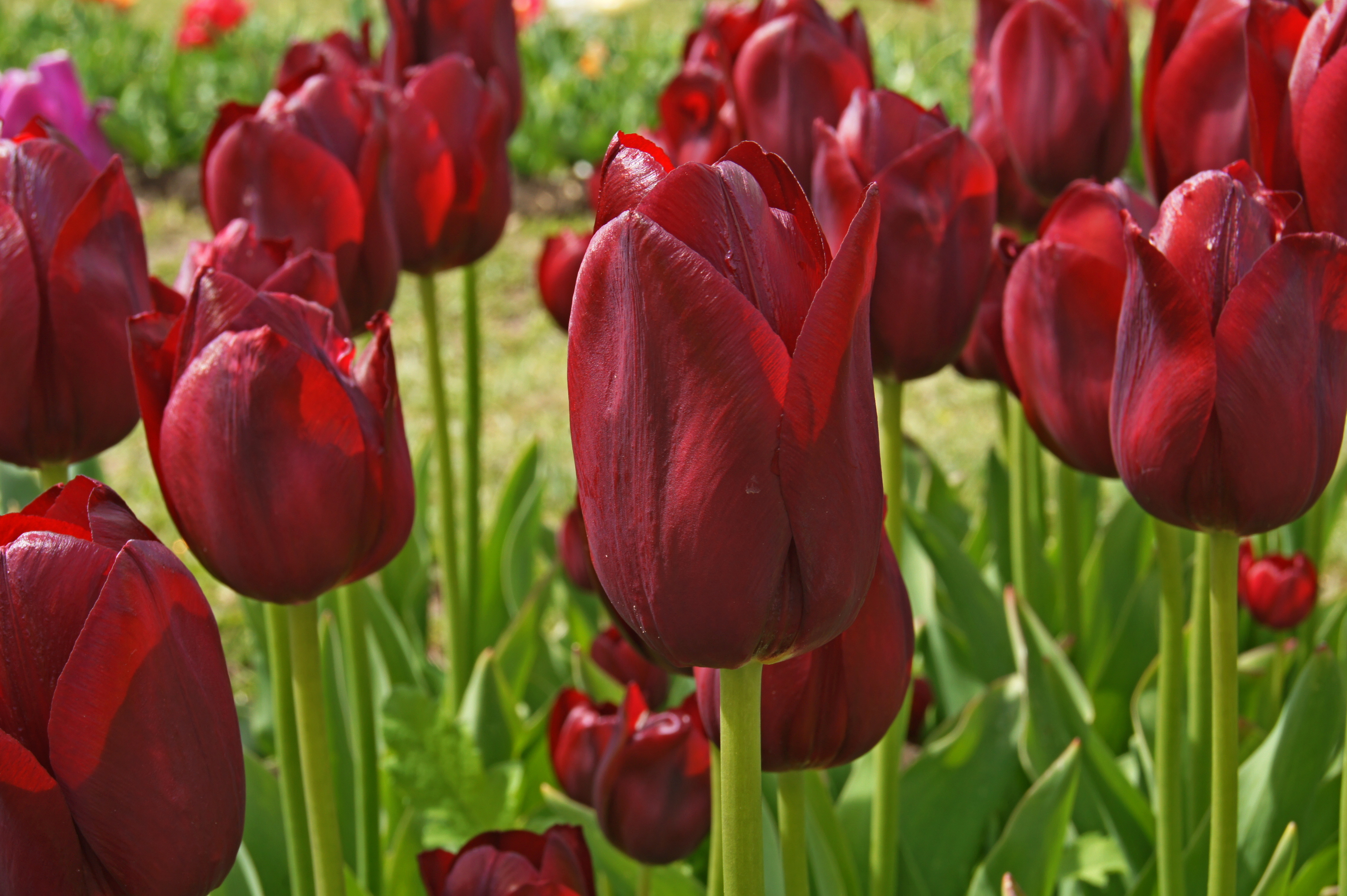 Nahaufnahme dunkelroter Tulpen mit grünen Stielen und Blättern im Garten