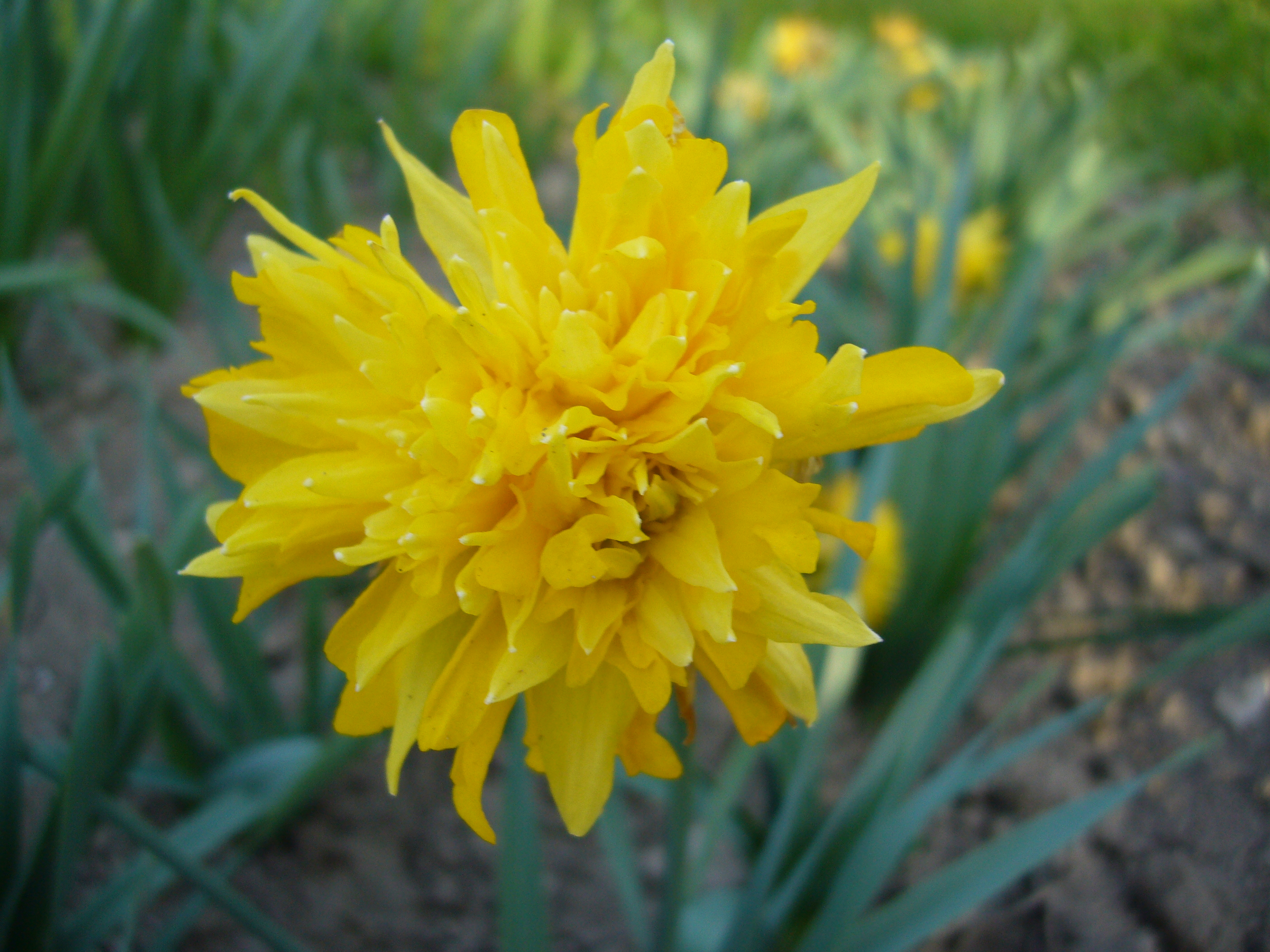 Nahaufnahme einer gefüllten gelben Narzissenblüte im Garten mit grünem Blattwerk im Hintergrund