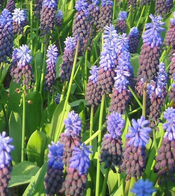 Nahaufnahme mehrerer blauer Traubenhyazinthen (Muscari) mit grünen schmalen Blättern im Beet