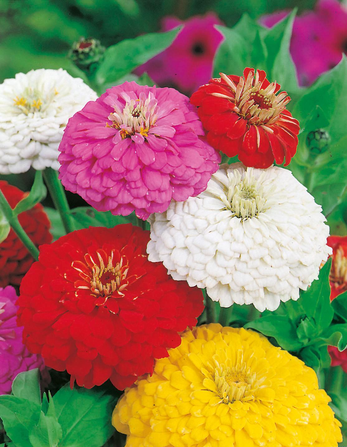 Nahaufnahme von dichtgefüllten Pompon-Zinnien (Zinnia elegans) in Rot, Rosa, Weiß und Gelb mit grünen Blättern im Hintergrund.