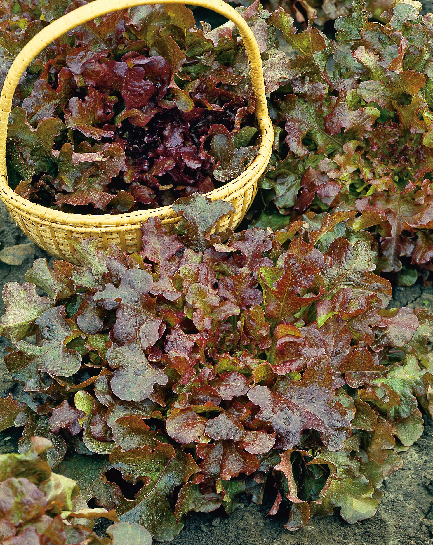 Roter Eichblattsalat (Lactuca sativa) im Beet und in einem gelben Korb, Nahaufnahme rot-grüner, krauser Blätter