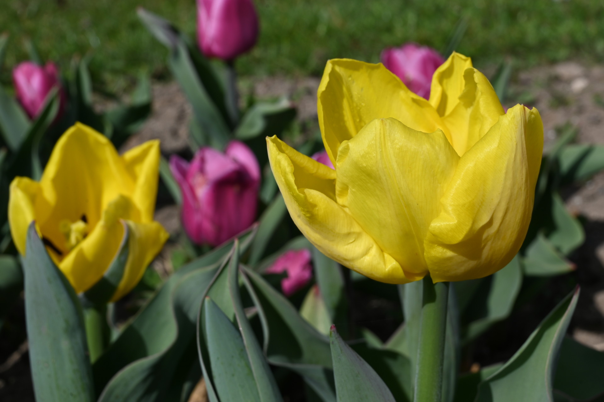 Triumph-Tulpe Kikomachi mit leuchtend gelben, klassisch geformten Blüten im Beet, ideal für frühlingshafte Rabatten und Kübel