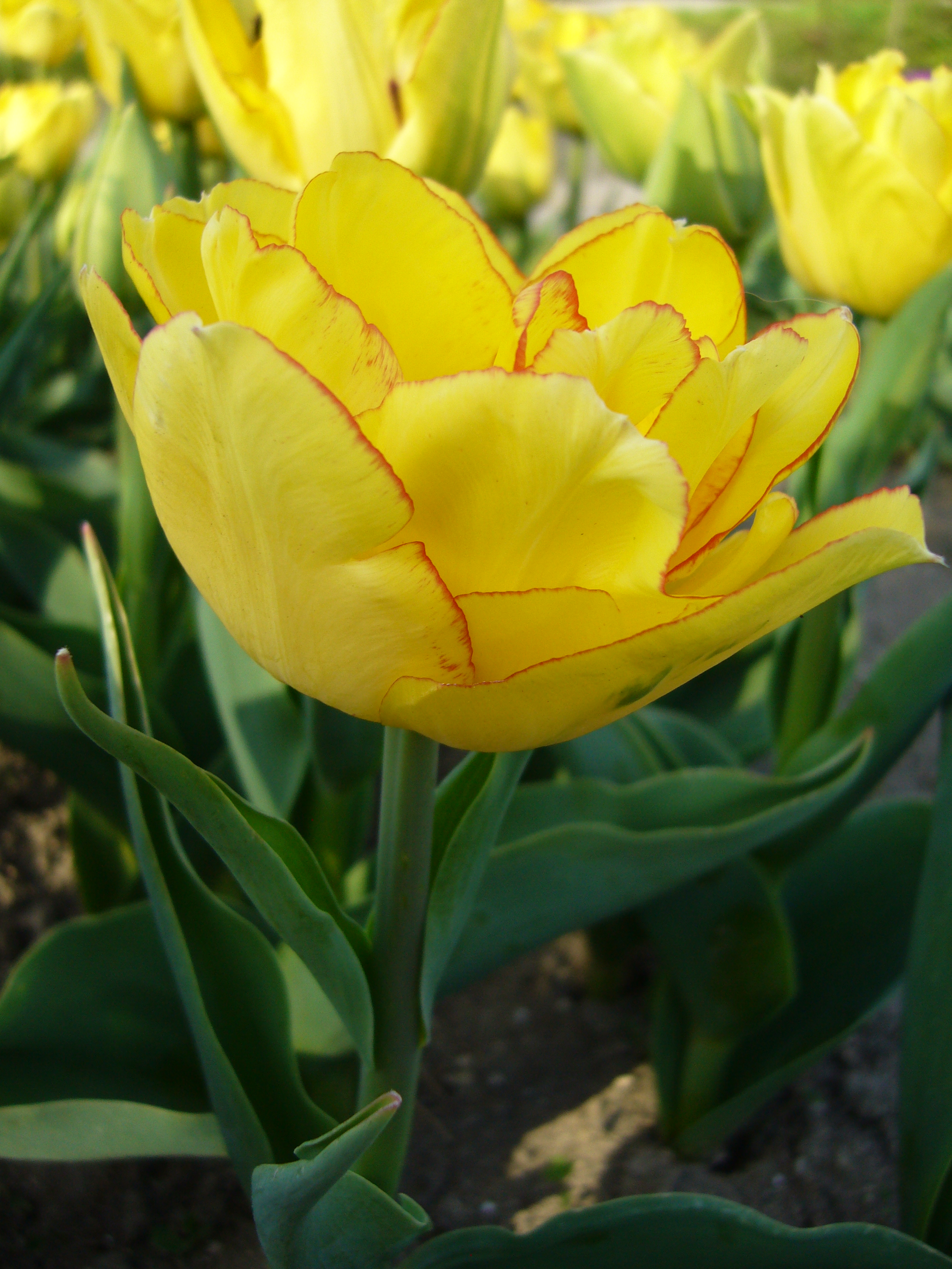 Nahaufnahme einer gelben Tulpe mit feinem roten Rand an den Blütenblättern, umgeben von grünen Blättern und weiteren Tulpen im Hintergrund