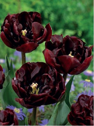 52081_Gef. frühe Tulpen Palmyra_visi126123_VP Nahaufnahme dunkelrote bis beinahe schwarze gefüllte Tulpenblüten im Garten, umgeben von grünem Laub und lila Begleitblüten.