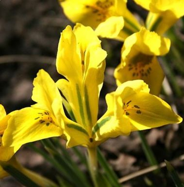 Nahaufnahme gelber Irisblüten (Zwergiris) mit grünen Blattadern vor unscharfem Erd- und Blatt-Hintergrund, sonnige Frühlingsstimmung