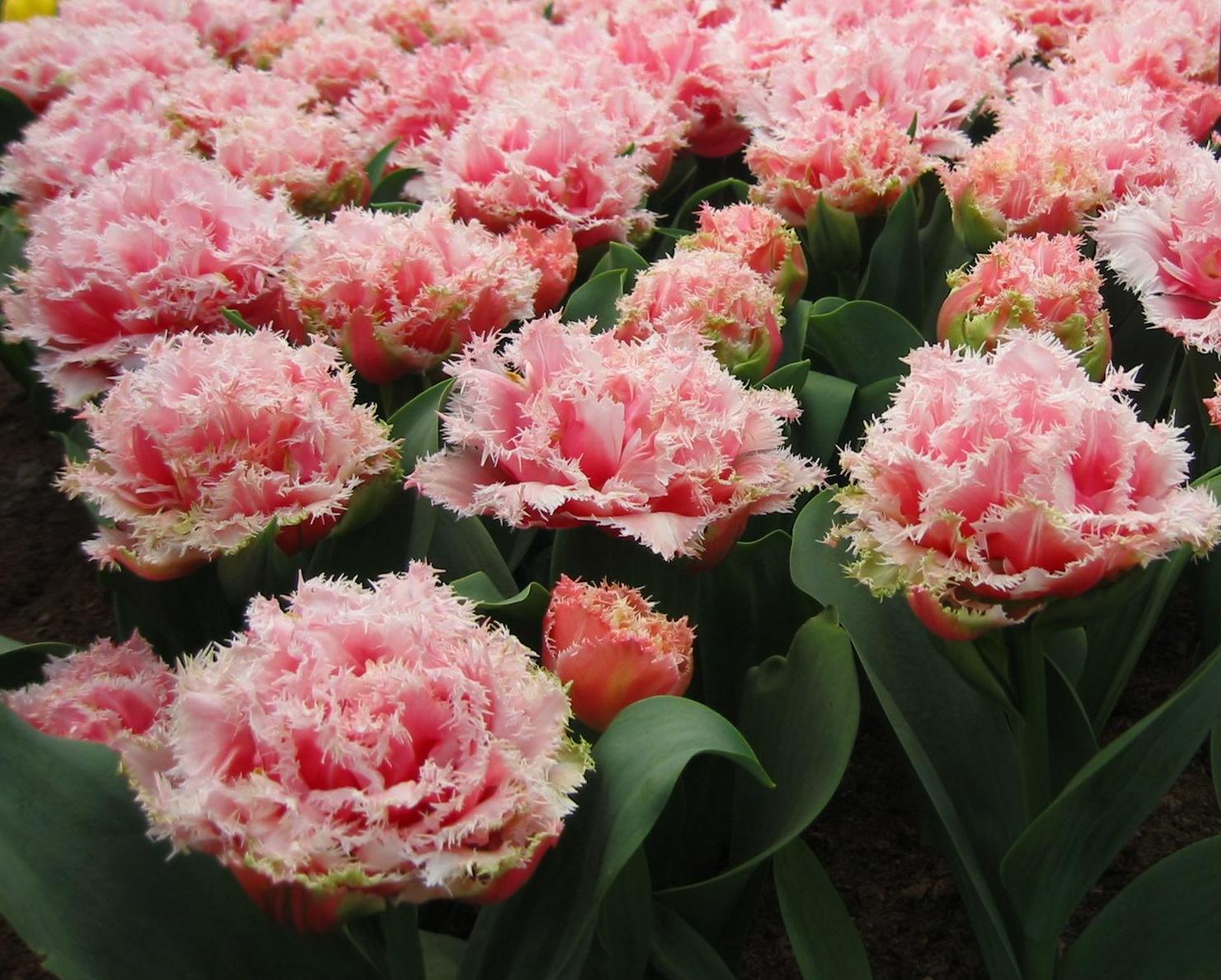Crispa-Tulpen Queensland mit zweifarbigen rosa Blüten und hellrosa gefransten Blütenrändern im Beet, ideal für Frühlingsgarten, Topf und Balkonkasten