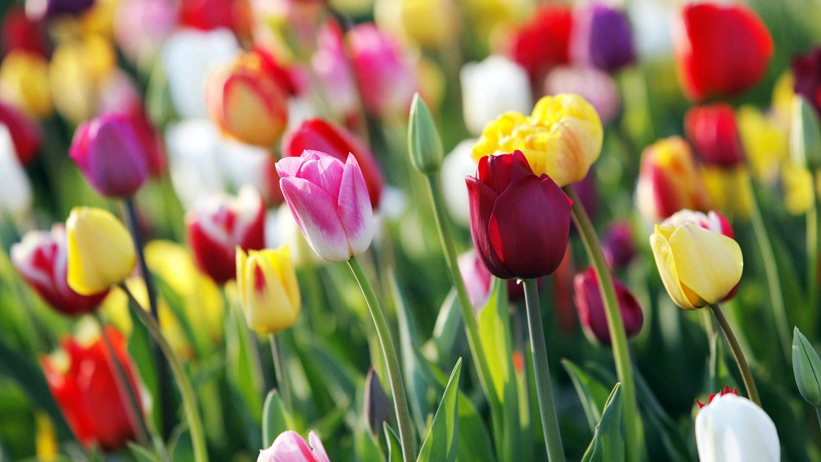 Bunte Tulpen in voller Blüte Nahaufnahme von bunten Tulpen in einem Blumengarten